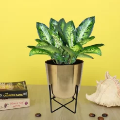 Brass Indoor Plant Pot With Cross Stand - 13.5cm 11 Brass Indoor Plant Pot With Cross Stand - 13.5cm -Garden Haven Shop 13887188 2004999809772746