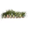 Grass Carex Mix 19cm
