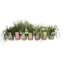 Grass Carex Mix 19cm