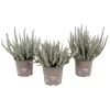 Calluna Garden Girls Fluffy House Plant - 11cm