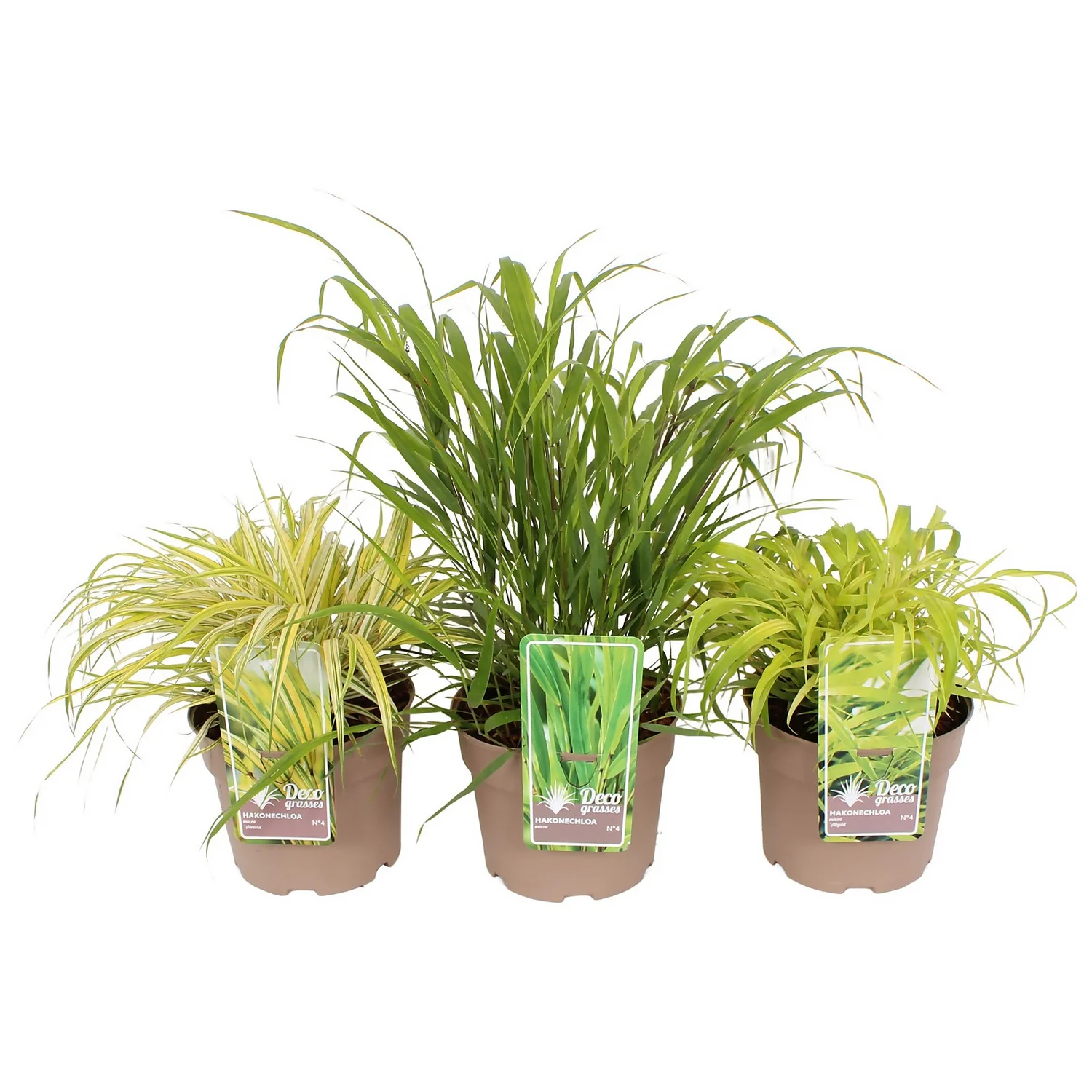 Grass Hakonechola Mix 19cm 1 Grass Hakonechola Mix 19cm