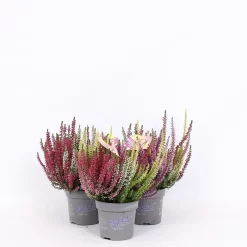 Calluna High Five - 11cm