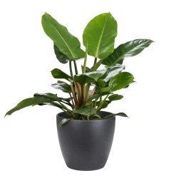 Scheurich Black Indoor Pot - 28cm 5 Scheurich Black Indoor Pot - 28cm -Garden Haven Shop 13953251 2024987120017795