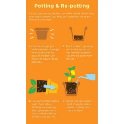 Westland Citrus Potting Mix Peat Free 8L -Garden Haven Shop 14013785 1645003754507372
