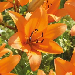 Lilium Orange Summer -Garden Haven Shop 14194647 1715015428974612