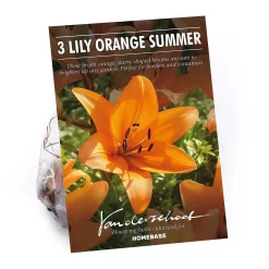 Lilium Orange Summer