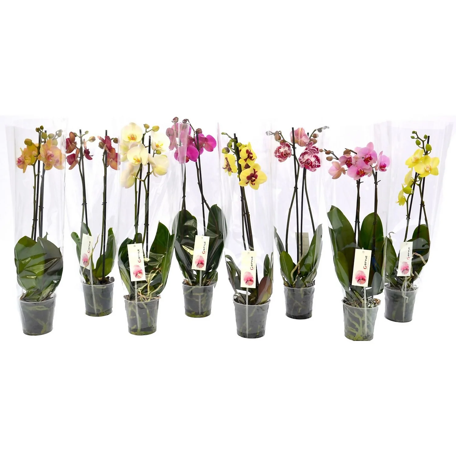 2 Stem Moth Orchid In 12cm Pot 1 2 Stem Moth Orchid In 12cm Pot