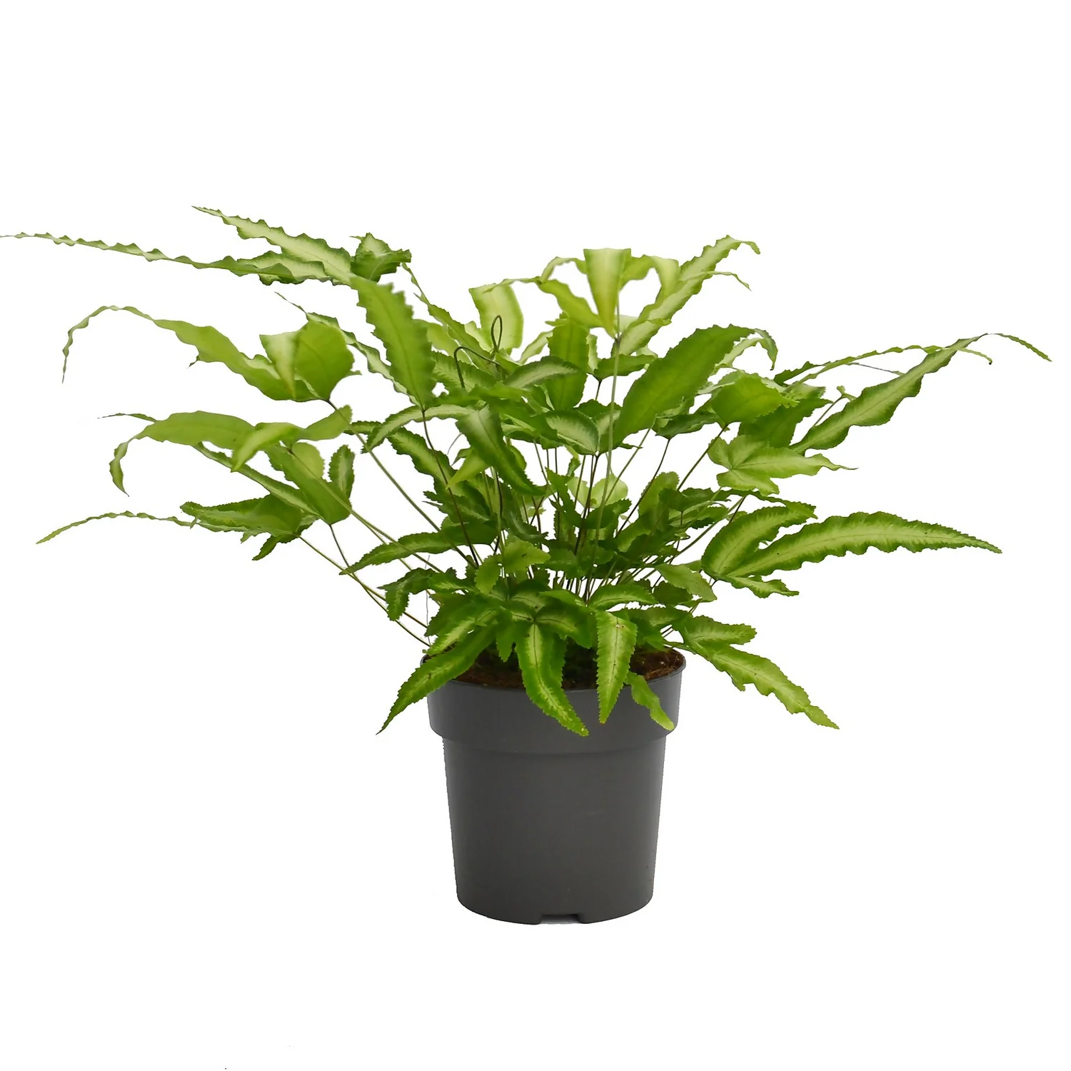 None Fern Mix 13cm 2 None Fern Mix 13cm - Image 2