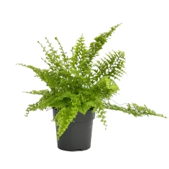 None Fern Mix 13cm 7 None Fern Mix 13cm -Garden Haven Shop 14219577 4735026268704200