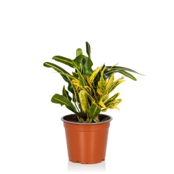 Croton Mix - 13cm -Garden Haven Shop 14237628 2985054817687687