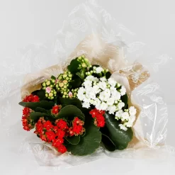 Gift Wrapped Kalanchoe - 12cm -Garden Haven Shop 14237637 1215054817771063