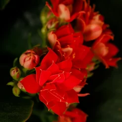 Gift Wrapped Kalanchoe - 12cm -Garden Haven Shop 14237637 5045054817702570