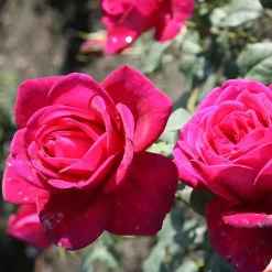 Rose Shrub Purple Mix 4.5L -Garden Haven Shop 14238154 7385058463293621