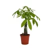None Pachira Aquatica (Money Tree) - 17cm
