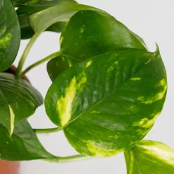 Scindapsus Trailing Mix - 13cm 9 Scindapsus Trailing Mix - 13cm -Garden Haven Shop 14242804 1455054818385040