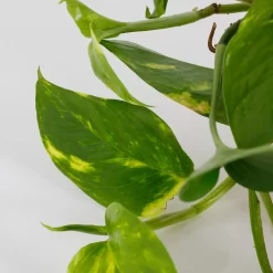 Scindapsus Trailing Mix - 13cm 8 Scindapsus Trailing Mix - 13cm -Garden Haven Shop 14242804 5245054818349478