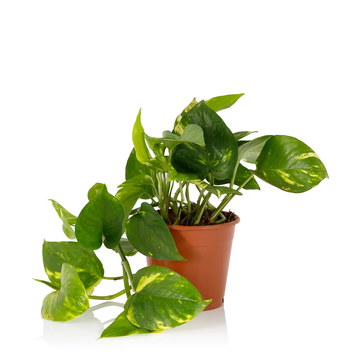 Scindapsus Trailing Mix - 13cm 1 Scindapsus Trailing Mix - 13cm