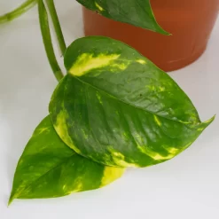 Scindapsus Trailing Mix - 13cm 7 Scindapsus Trailing Mix - 13cm -Garden Haven Shop 14242804 6145054818308228