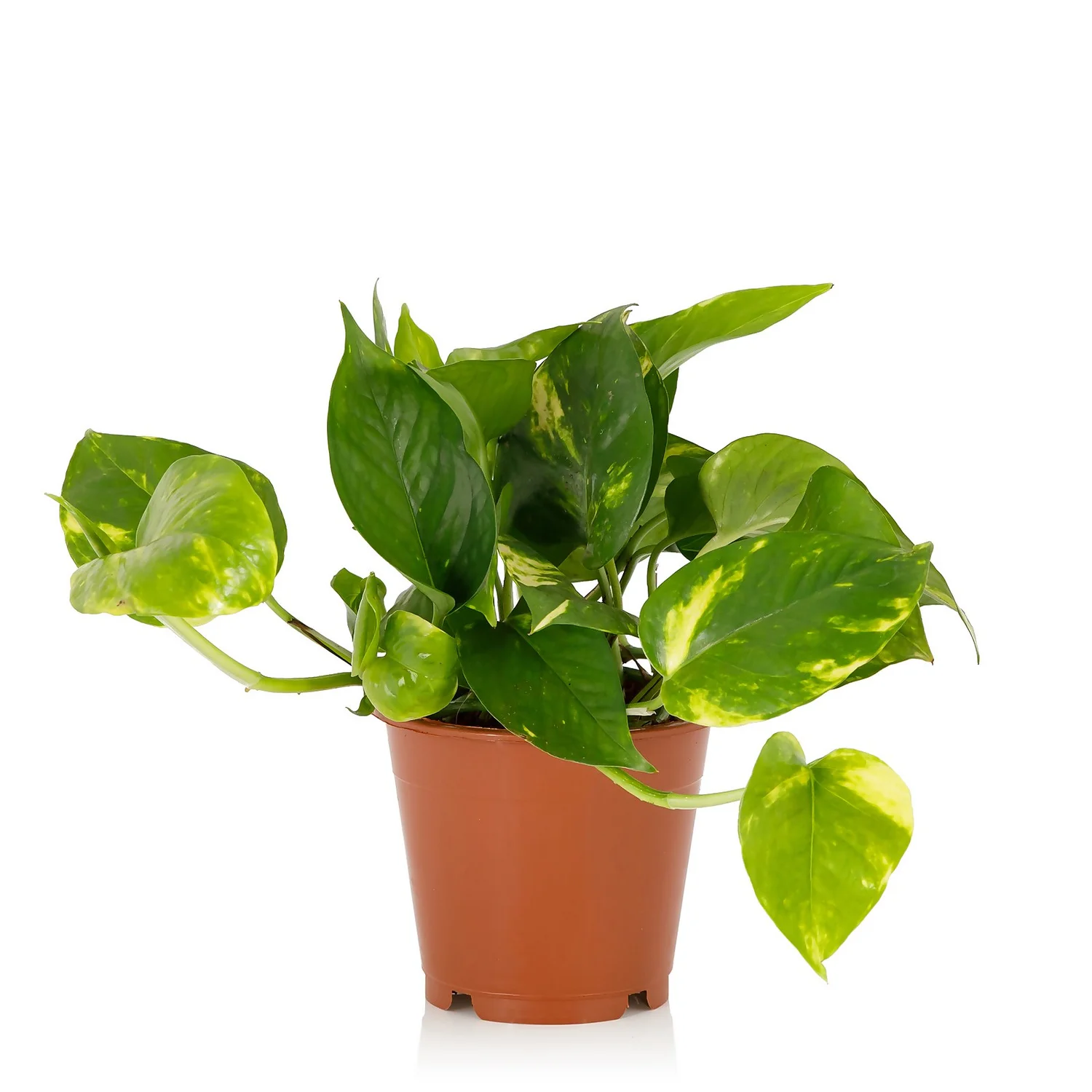 Scindapsus Trailing Mix - 13cm 2 Scindapsus Trailing Mix - 13cm - Image 2