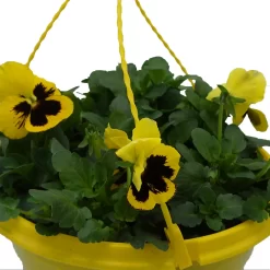 Spring Pansy/Viola Coloured Hang Pot 25cm 13 Spring Pansy/Viola Coloured Hang Pot 25cm -Garden Haven Shop 14300056 1405032495612608