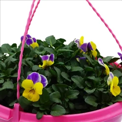 Spring Pansy/Viola Coloured Hang Pot 25cm 10 Spring Pansy/Viola Coloured Hang Pot 25cm -Garden Haven Shop 14300056 1675032495322793