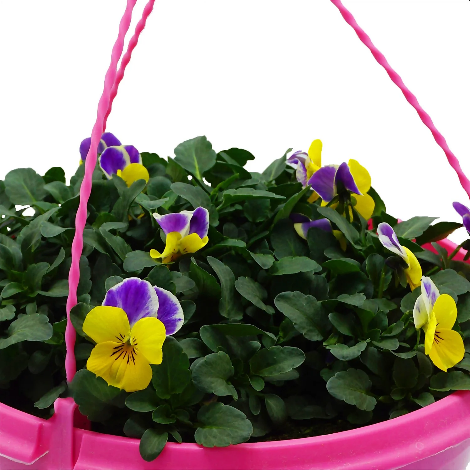 Spring Pansy/Viola Coloured Hang Pot 25cm 3 Spring Pansy/Viola Coloured Hang Pot 25cm - Image 3