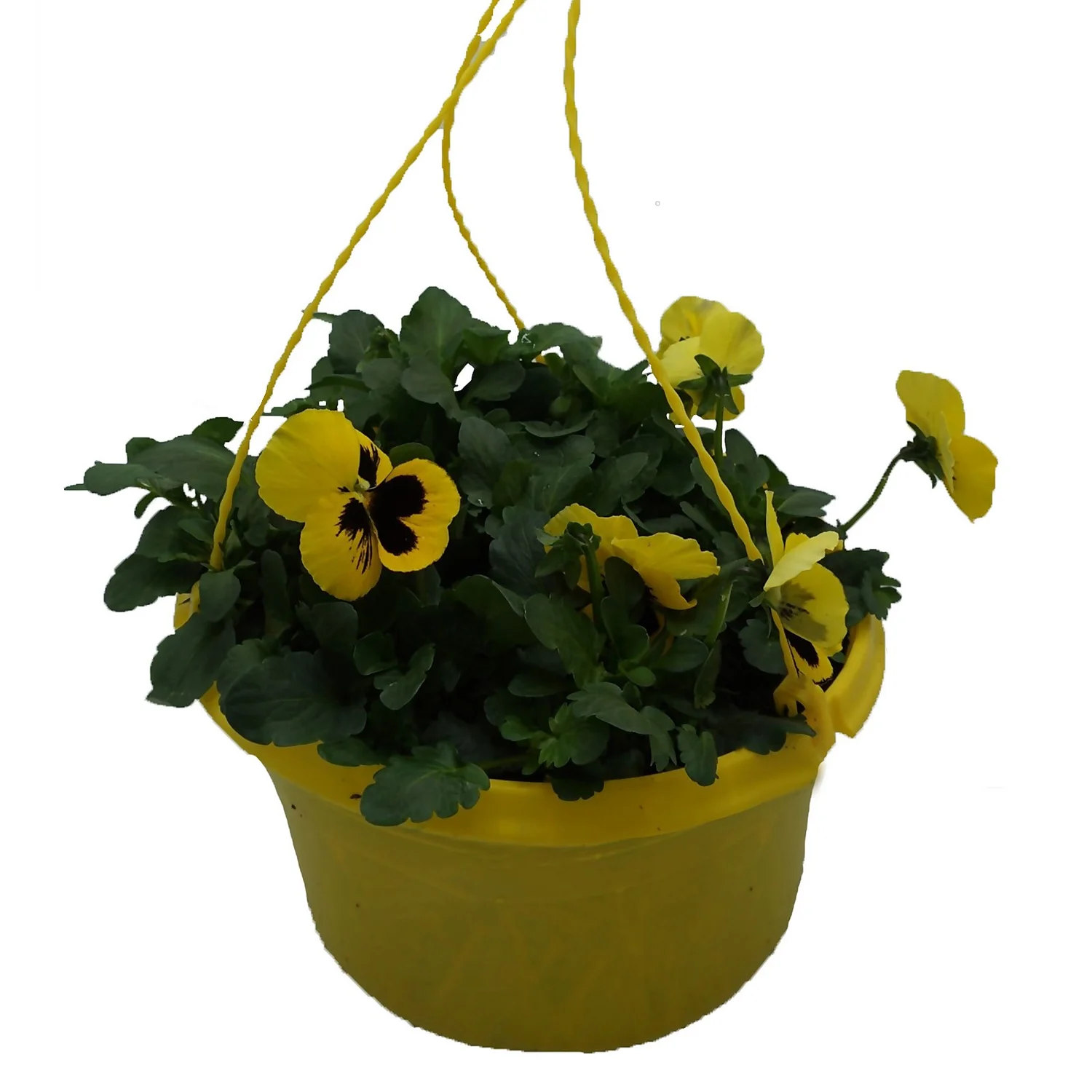 Spring Pansy/Viola Coloured Hang Pot 25cm 8 Spring Pansy/Viola Coloured Hang Pot 25cm - Image 8