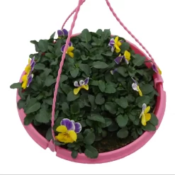 Spring Pansy/Viola Coloured Hang Pot 25cm 14 Spring Pansy/Viola Coloured Hang Pot 25cm -Garden Haven Shop 14300056 1735032495654524