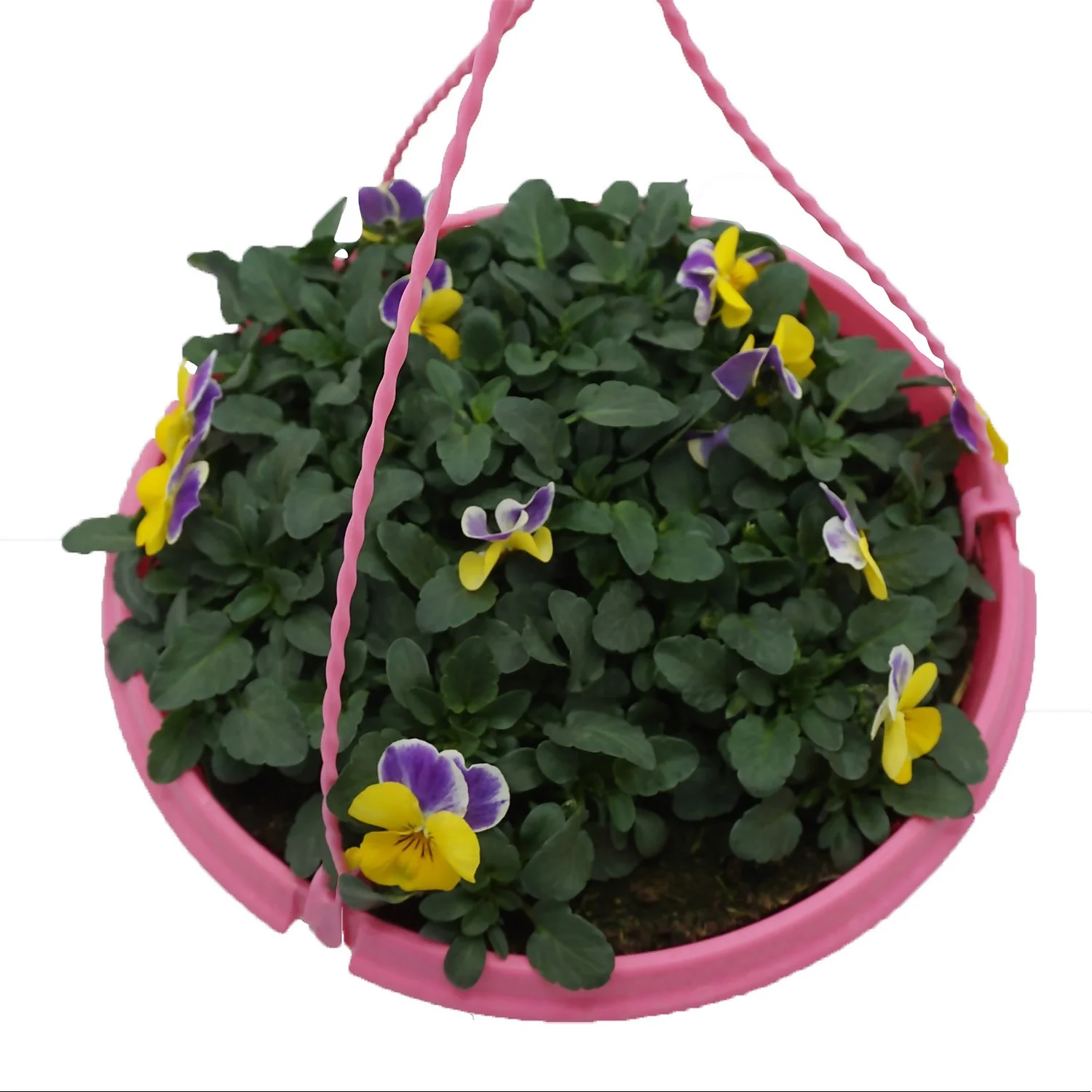 Spring Pansy/Viola Coloured Hang Pot 25cm 7 Spring Pansy/Viola Coloured Hang Pot 25cm - Image 7