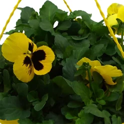 Spring Pansy/Viola Coloured Hang Pot 25cm 11 Spring Pansy/Viola Coloured Hang Pot 25cm -Garden Haven Shop 14300056 5655032495534395