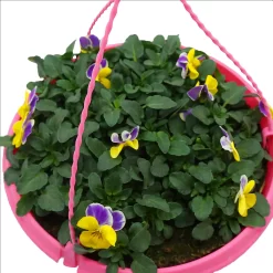 Spring Pansy/Viola Coloured Hang Pot 25cm 12 Spring Pansy/Viola Coloured Hang Pot 25cm -Garden Haven Shop 14300056 7485032495569195