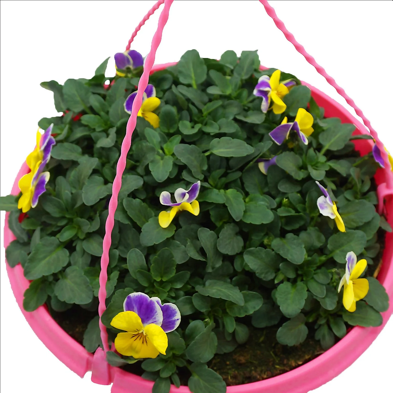 Spring Pansy/Viola Coloured Hang Pot 25cm 5 Spring Pansy/Viola Coloured Hang Pot 25cm - Image 5