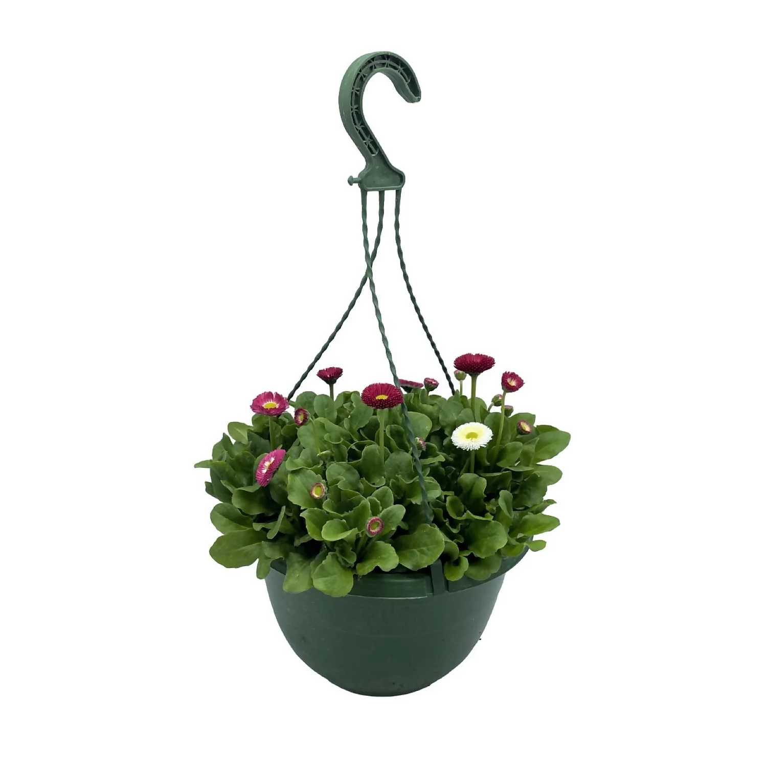 Spring Bellis Coloured Hanging Pot - 25cm 1 Spring Bellis Coloured Hanging Pot - 25cm