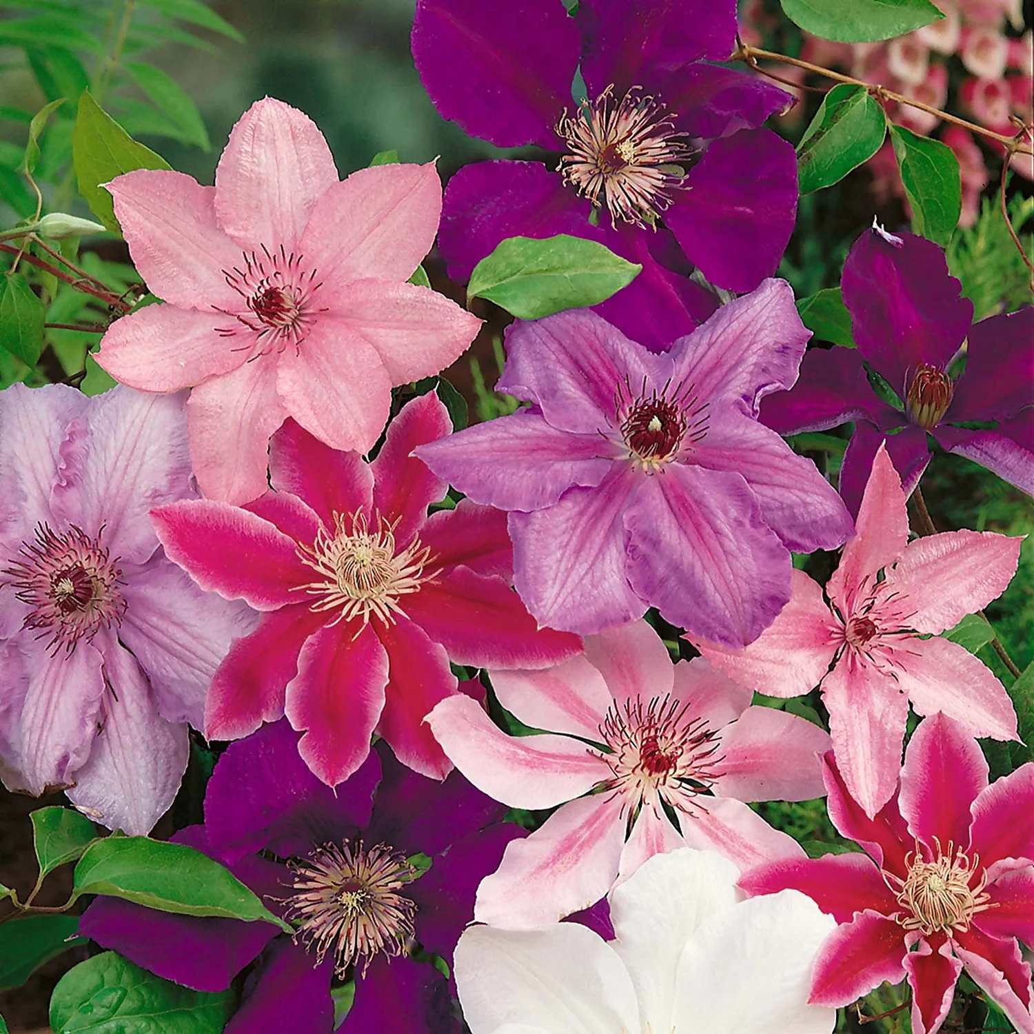 Clematis Mix 8.5cm Tripod 1 Clematis Mix 8.5cm Tripod