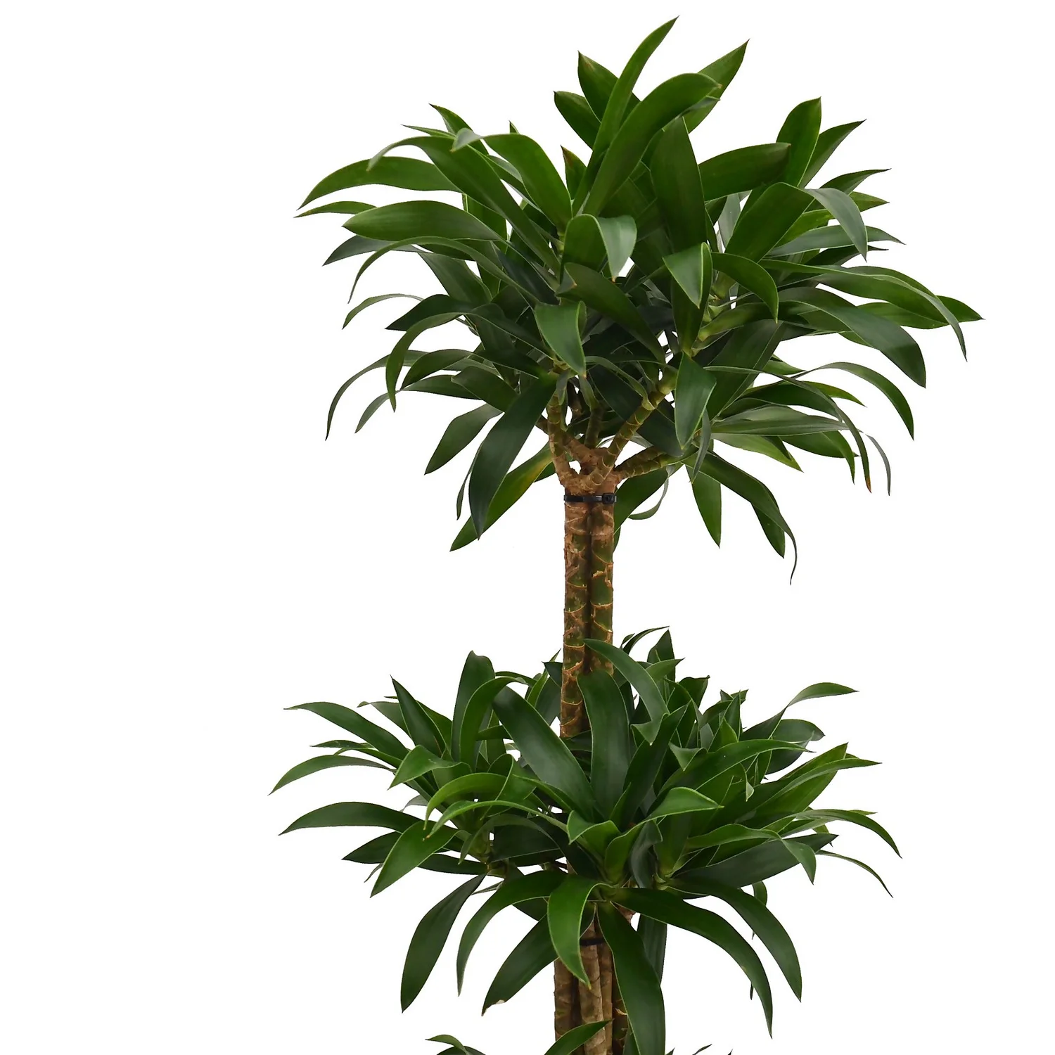 Song Of India (Pleomele) 2 Song Of India (Pleomele) - Image 2