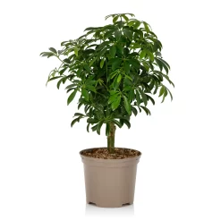 Schefflera - 17cm 13 Schefflera - 17cm -Garden Haven Shop 14616660 1105054817798813