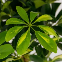 Schefflera - 17cm 11 Schefflera - 17cm -Garden Haven Shop 14616660 1545054817728967