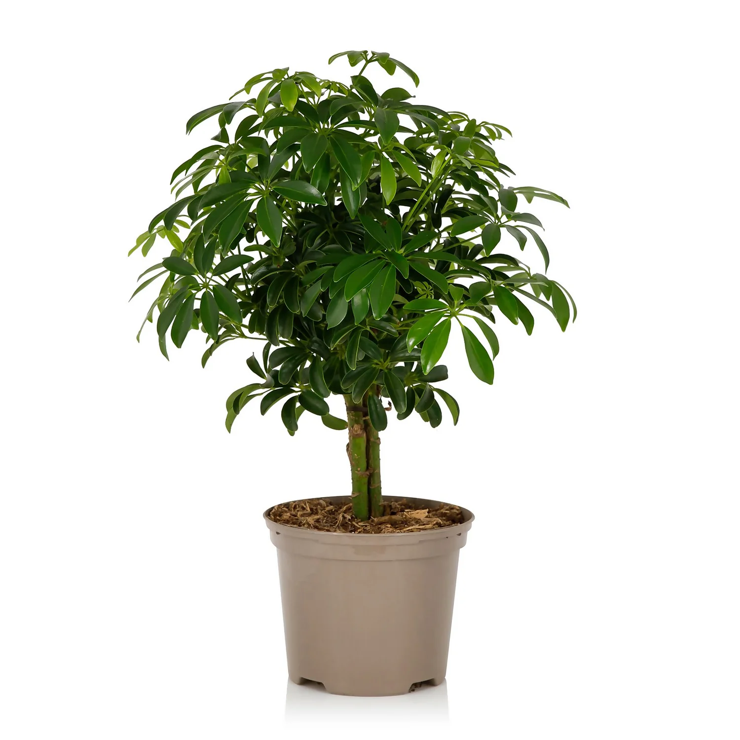 Schefflera - 17cm 6 Schefflera - 17cm - Image 6