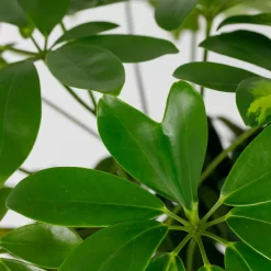 Schefflera - 17cm 12 Schefflera - 17cm -Garden Haven Shop 14616660 4995054817764004