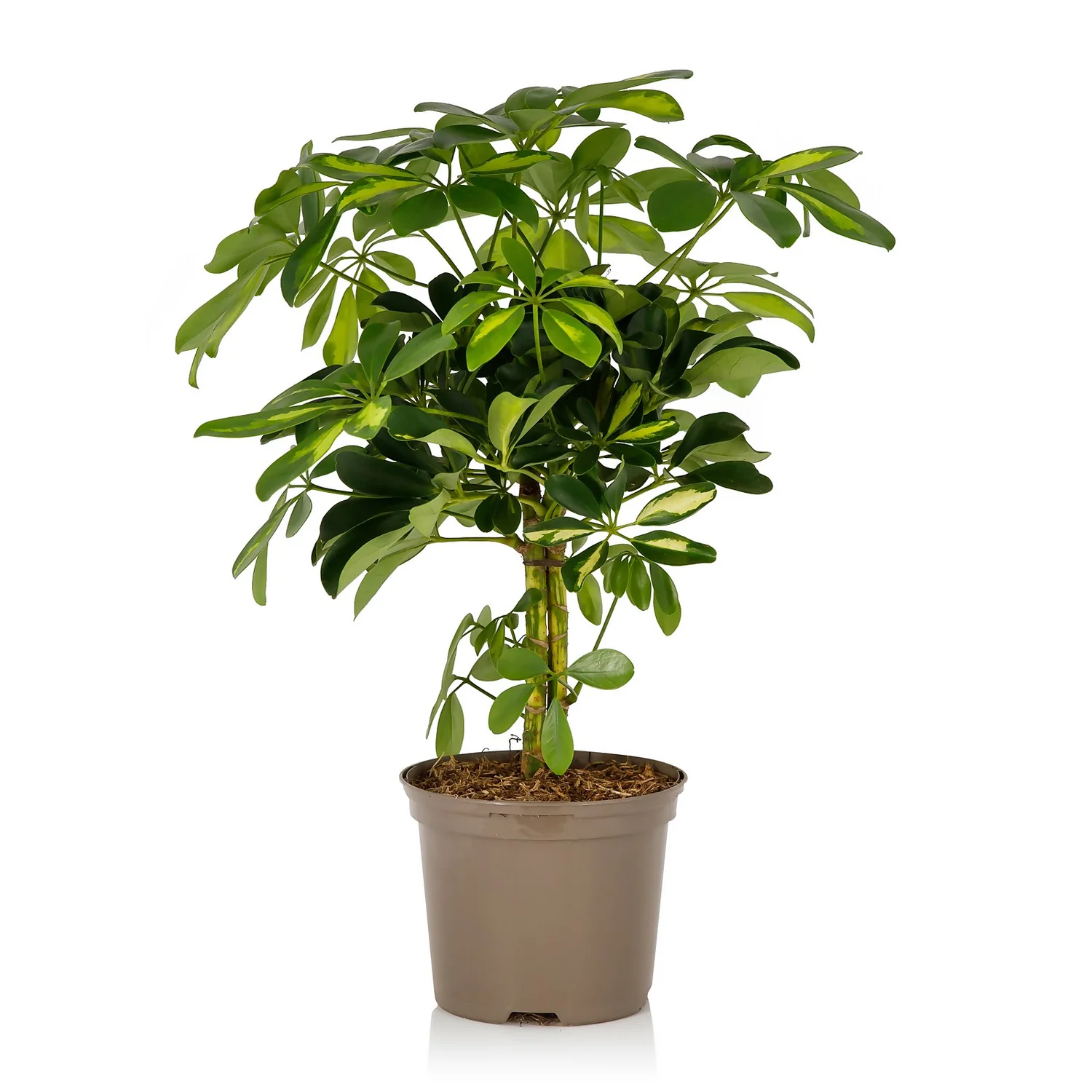 Schefflera - 17cm 1 Schefflera - 17cm