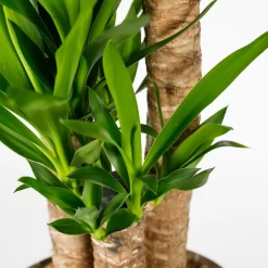 Yucca 21cm -Garden Haven Shop 14616662 1375054818312638